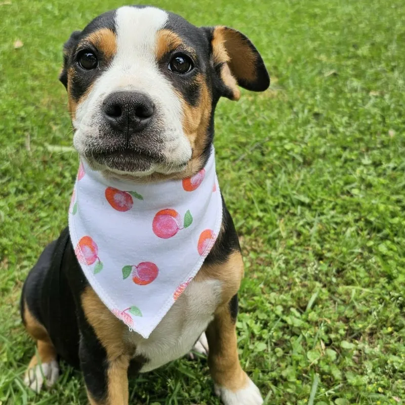 A baby medium-sized female Tricolor (Brown, Black, & White) Mixed Breed dog named Nova for adoption in BONIFAY, FL