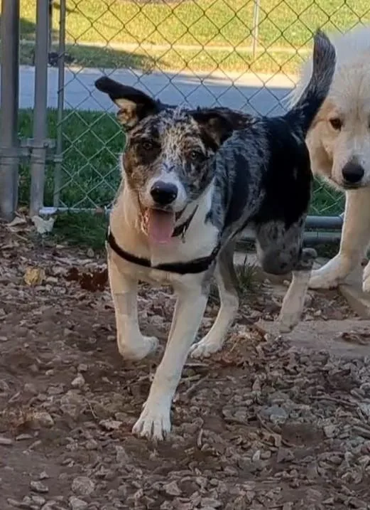 Bandit