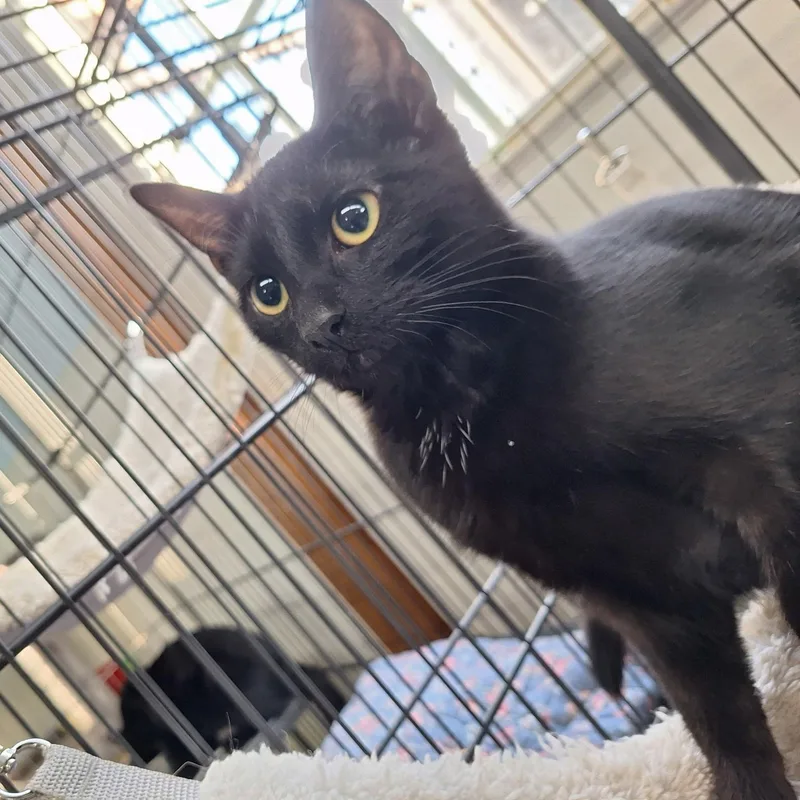 Licorice thumbnail 2