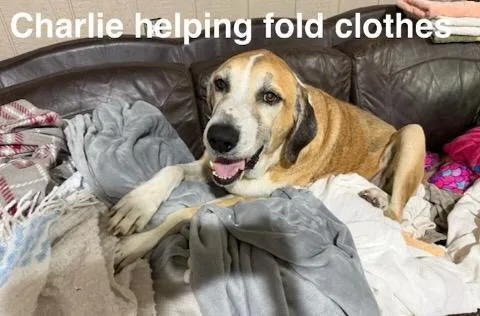 Charlie thumbnail 4