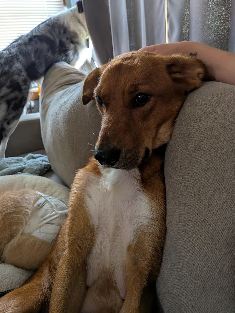 An adult medium-sized female Golden Mixed Breed dog named Baby Mama for adoption in Kenosha, WI