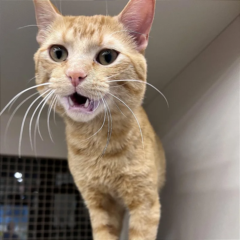 A young medium-sized male Orange / Red Domestic Short Hair cat named Charmander for adoption in St. Paul, MN