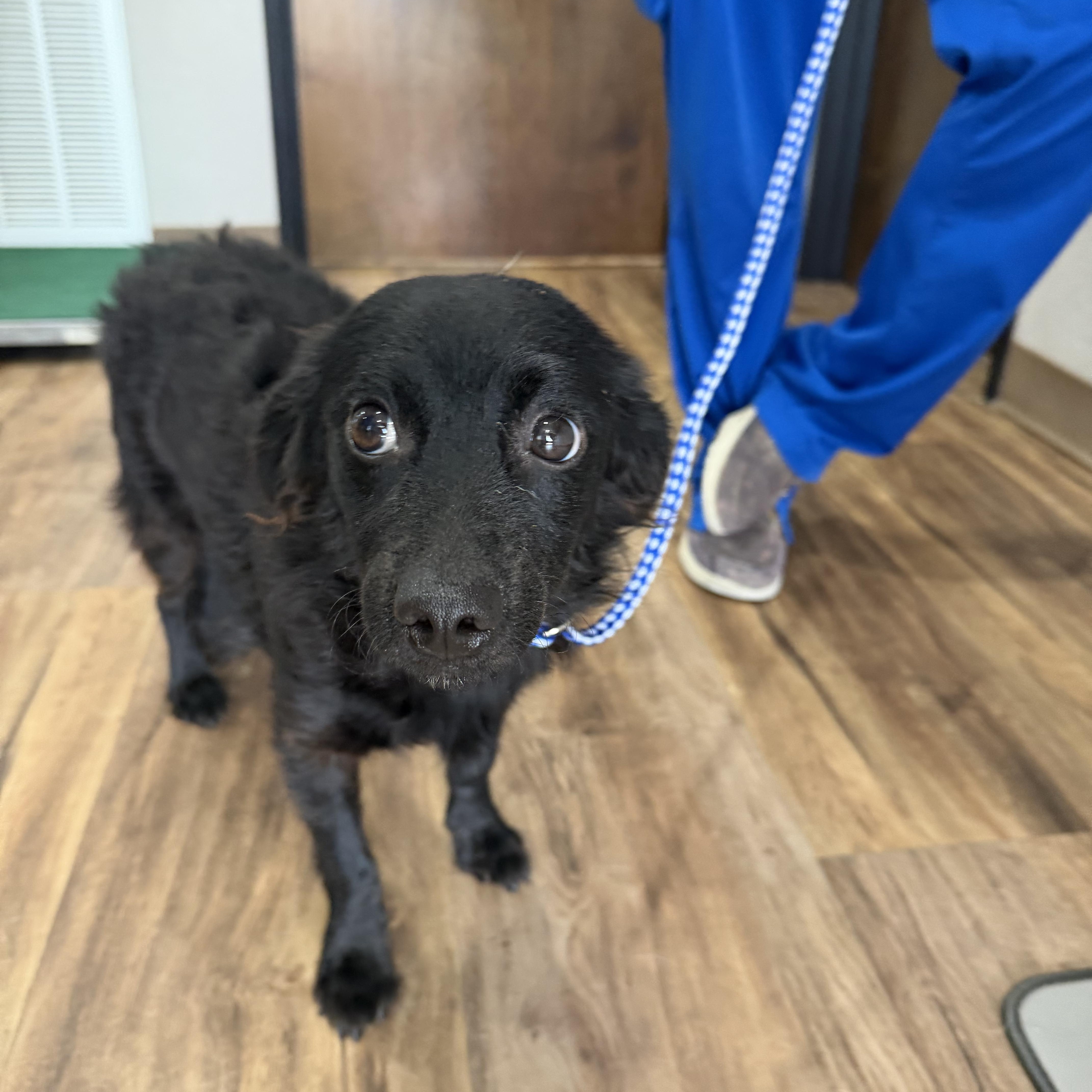 An adult medium-sized male Border Collie dog named Fluffy for adoption in Louise, TX