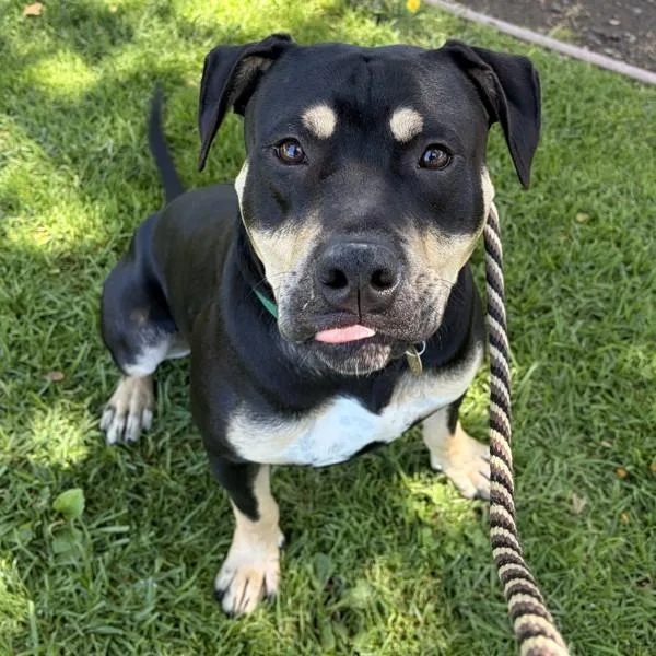 A young large-sized male Pit Bull Terrier dog named Terk for adoption in Dublin, CA