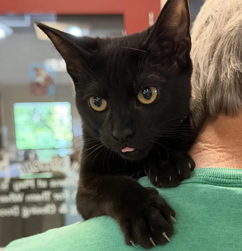 A baby medium-sized female Black Domestic Short Hair cat named Josie for adoption in Slidell, LA