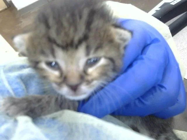 A baby medium-sized male Domestic Medium Hair cat named Scar for adoption in Dallas, TX