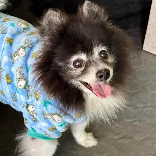 Pete And Miami thumbnail 3