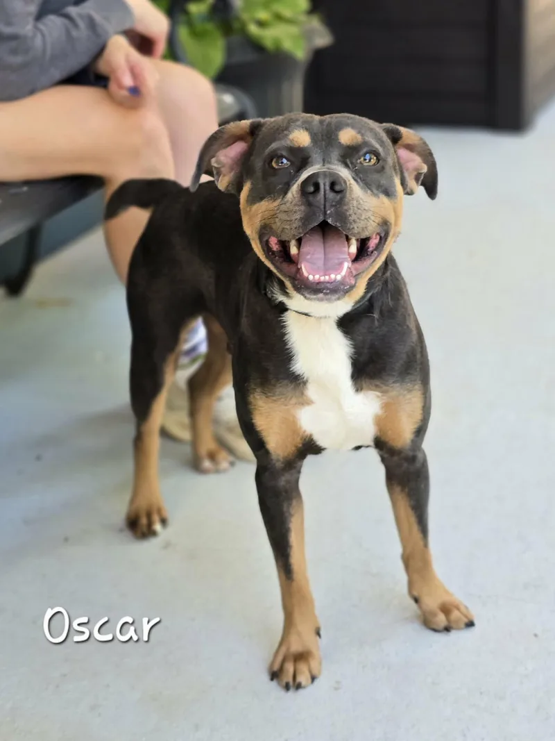 An adult medium-sized male Gray / Blue / Silver Mixed Breed dog named Oscar for adoption in Bishop, GA