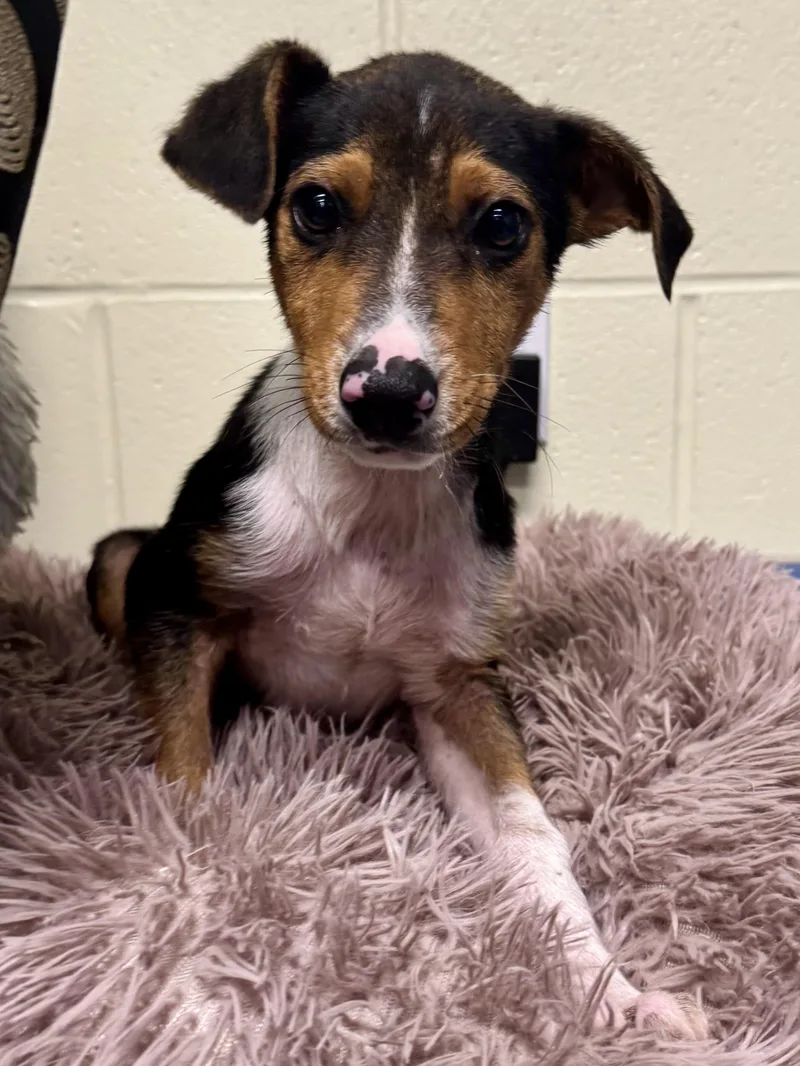 A baby medium-sized female Australian Cattle Dog / Blue Heeler dog named Pop for adoption in St. Joseph, MI
