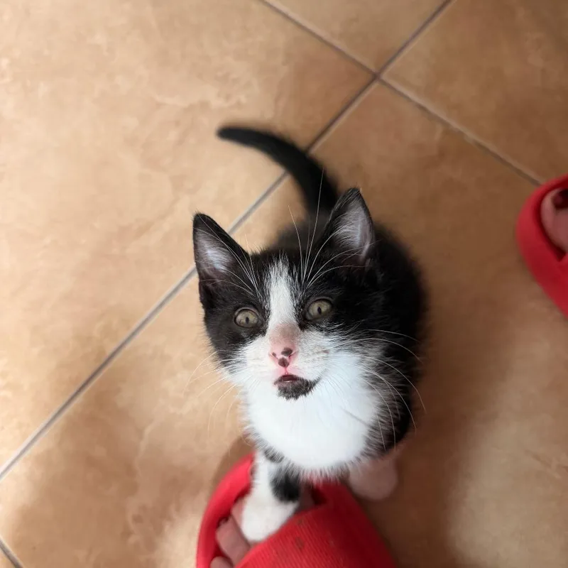 A baby small-sized male Black Domestic Short Hair cat named Rigel for adoption in Houston, TX