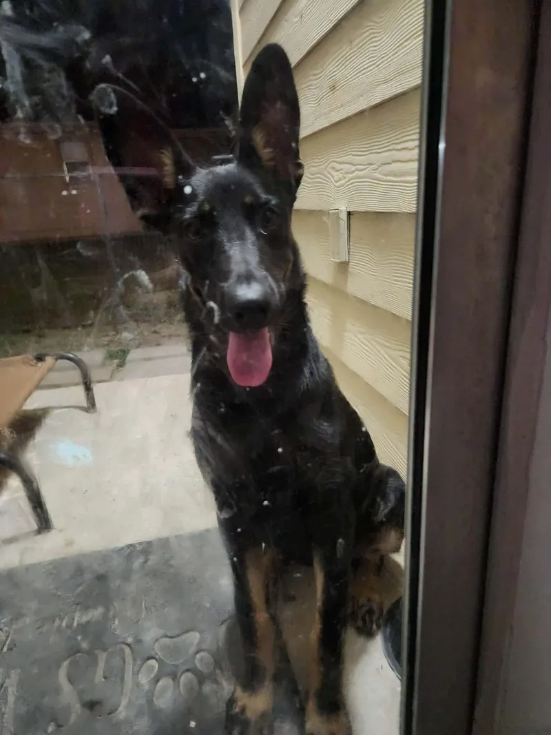 A baby large-sized female Bicolor German Shepherd Dog dog named Zara for adoption in New Rochelle, NY