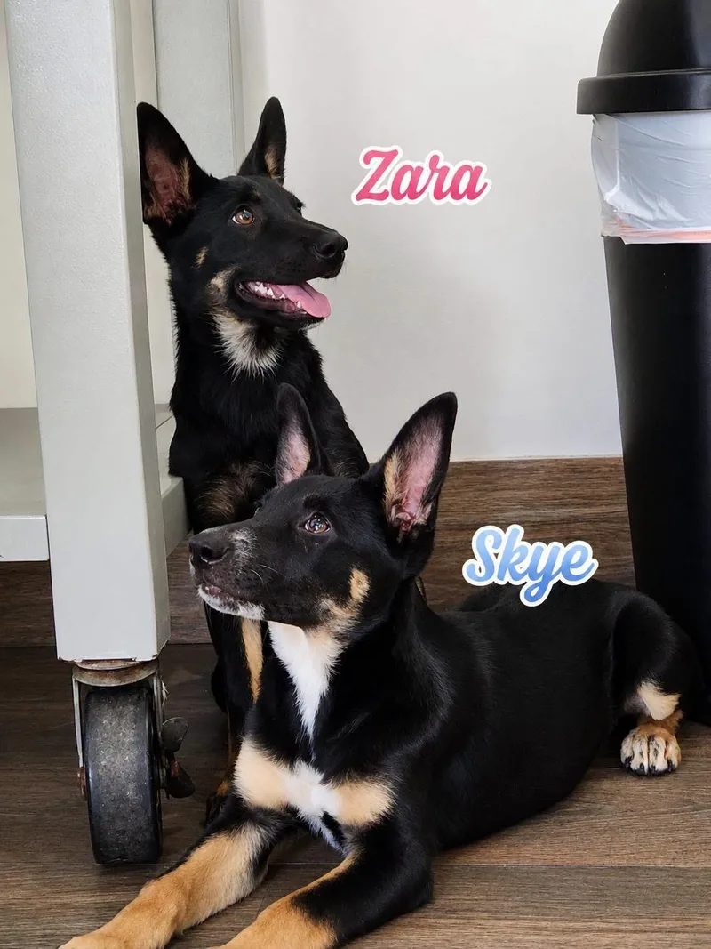 Zara thumbnail 4