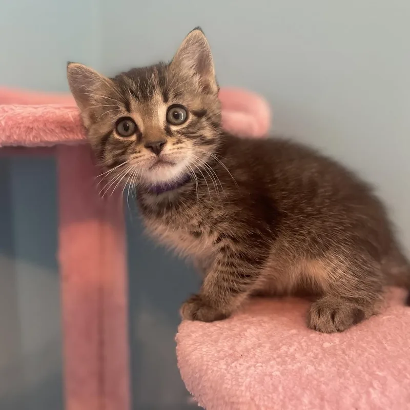 A baby small-sized male Brown / Chocolate Domestic Short Hair cat named Zigzag for adoption in Fairfax Station, VA