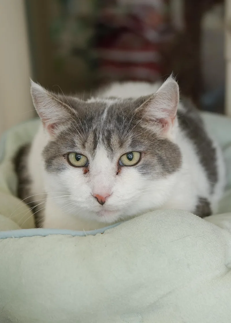 An adult medium-sized female Gray & White Domestic Short Hair cat named Sweetie for adoption in Boise, ID