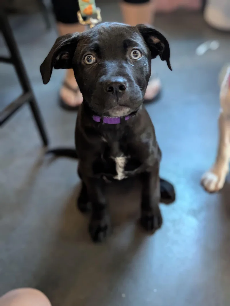 Guinness  Beer Litter