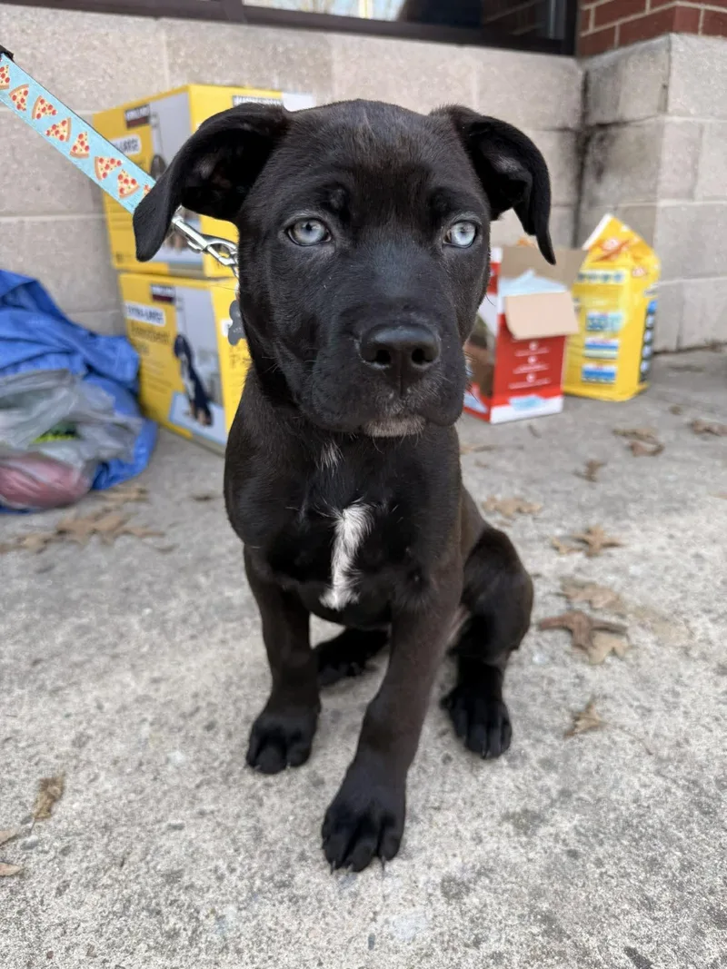 Guinness  Beer Litter thumbnail 2