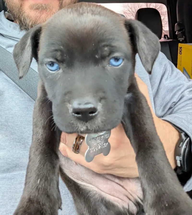 Guinness  Beer Litter thumbnail 3