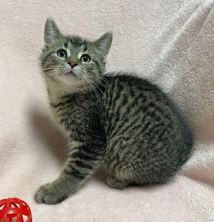 A baby small-sized male Domestic Short Hair cat named Ac Dc for adoption in Jackson, MI