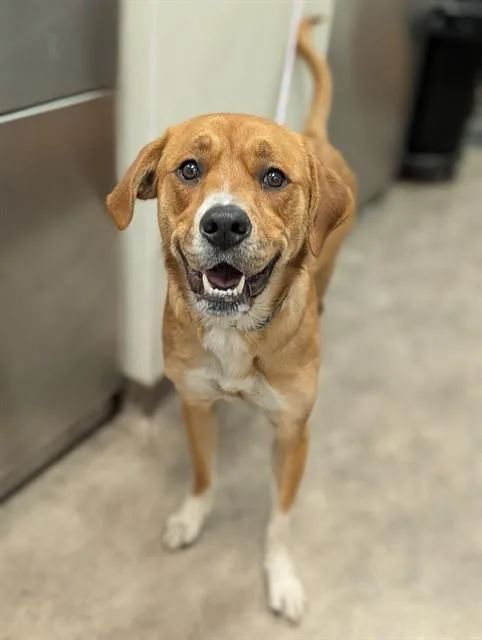 A young large-sized female Mixed Breed dog named Elsa for adoption in Dallas, TX
