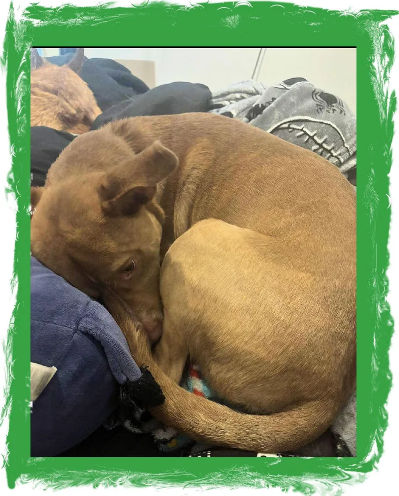 Dobie A+ thumbnail 2