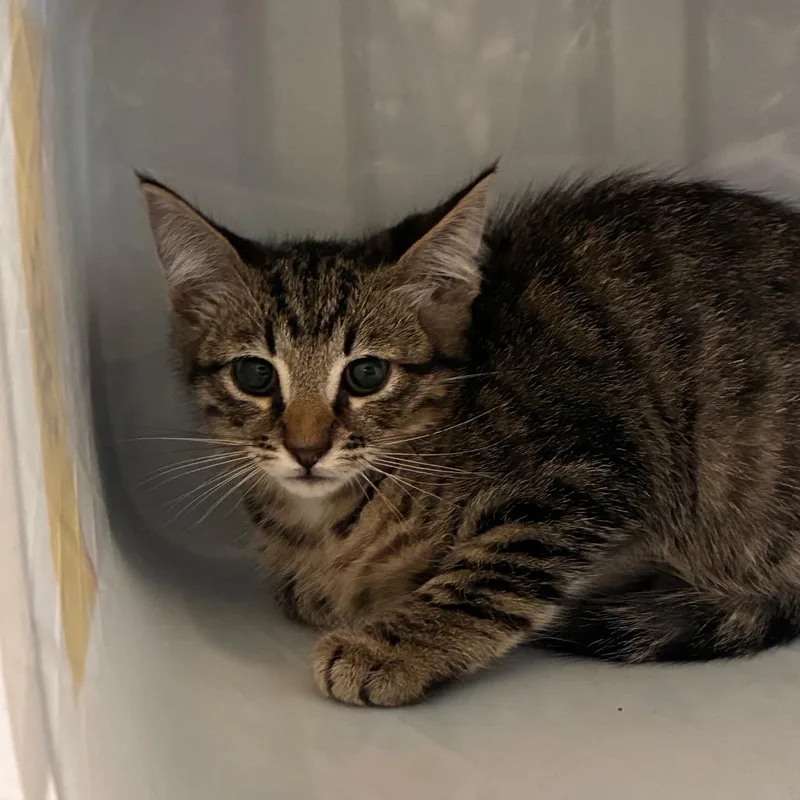 A baby small-sized male Black Domestic Short Hair cat named Frodo for adoption in Manhattan, KS