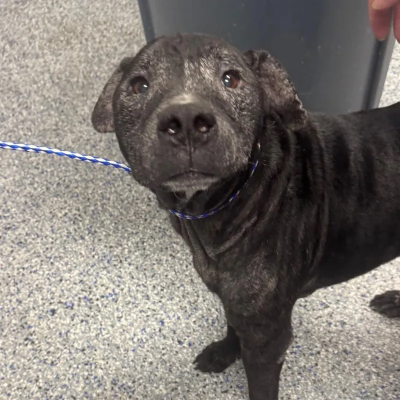 A senior medium-sized male Black Retriever dog named Dakota for adoption in Greenville, SC