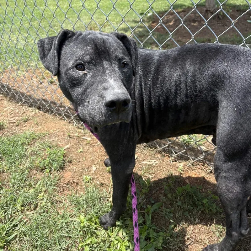 Dakota thumbnail 3