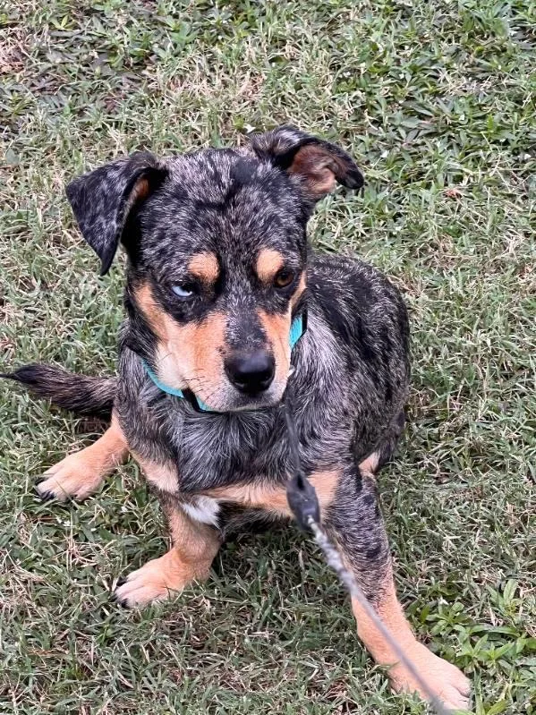 A young small-sized male Australian Cattle Dog / Blue Heeler dog named Smitty for adoption in Rocky Mount, NC