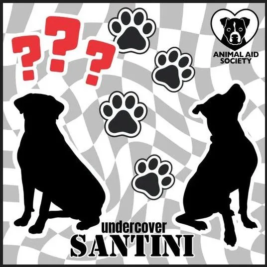 An adult large-sized male Labrador Retriever dog named Santini for adoption in Hampton, VA