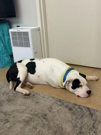 An adult extra large-sized male White / Cream Pit Bull Terrier dog named Holstein for adoption in Kansas City, MO