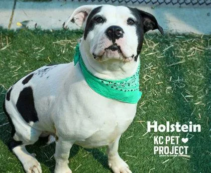 Holstein thumbnail 2