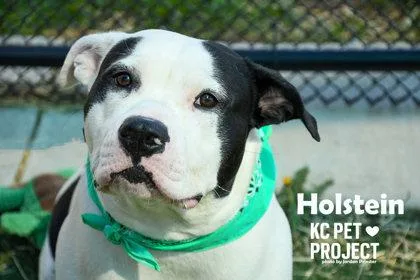 Holstein thumbnail 3