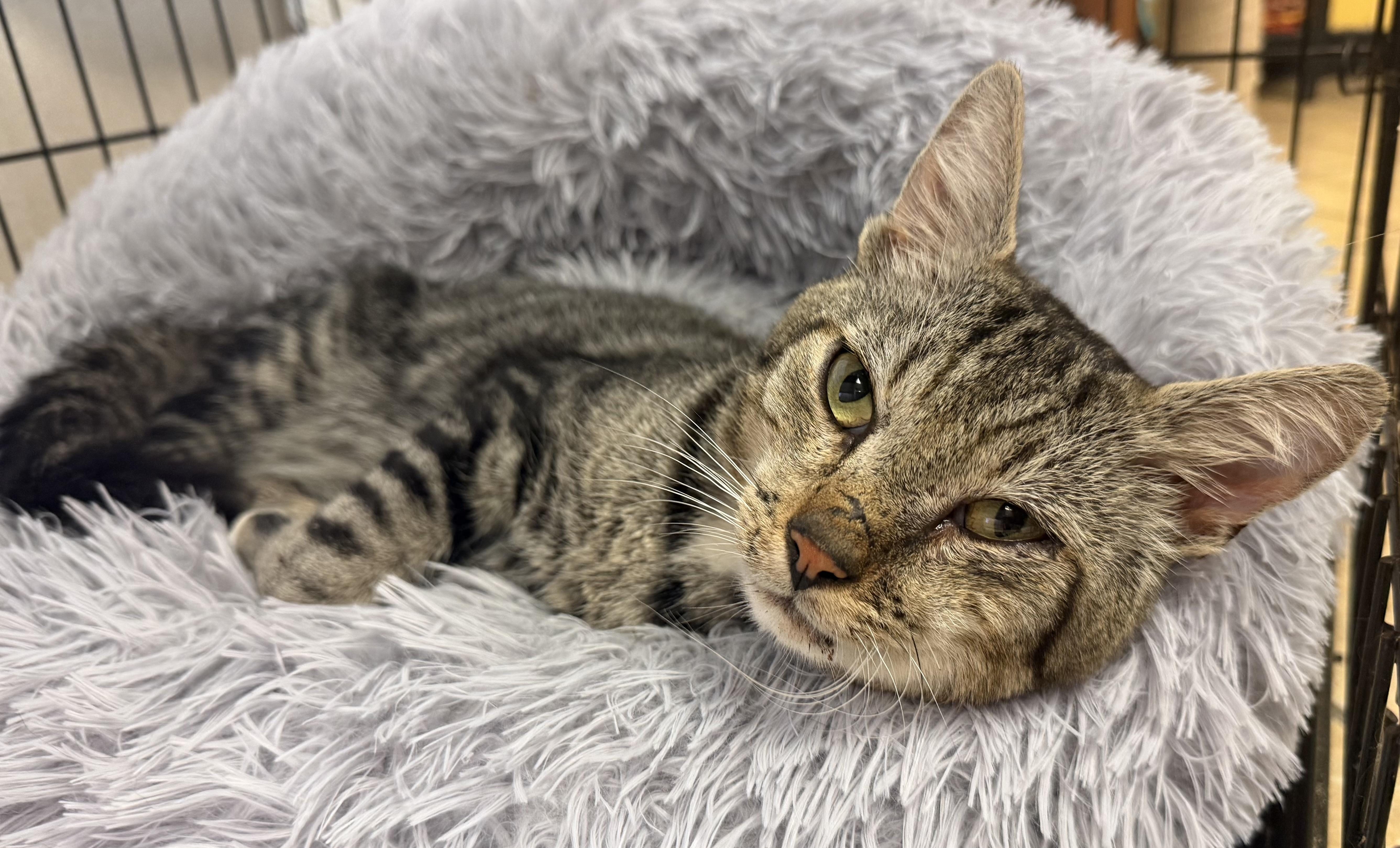 A young large-sized male Tabby (Brown / Chocolate) Domestic Short Hair cat named Marcus for adoption in Hudson, NY