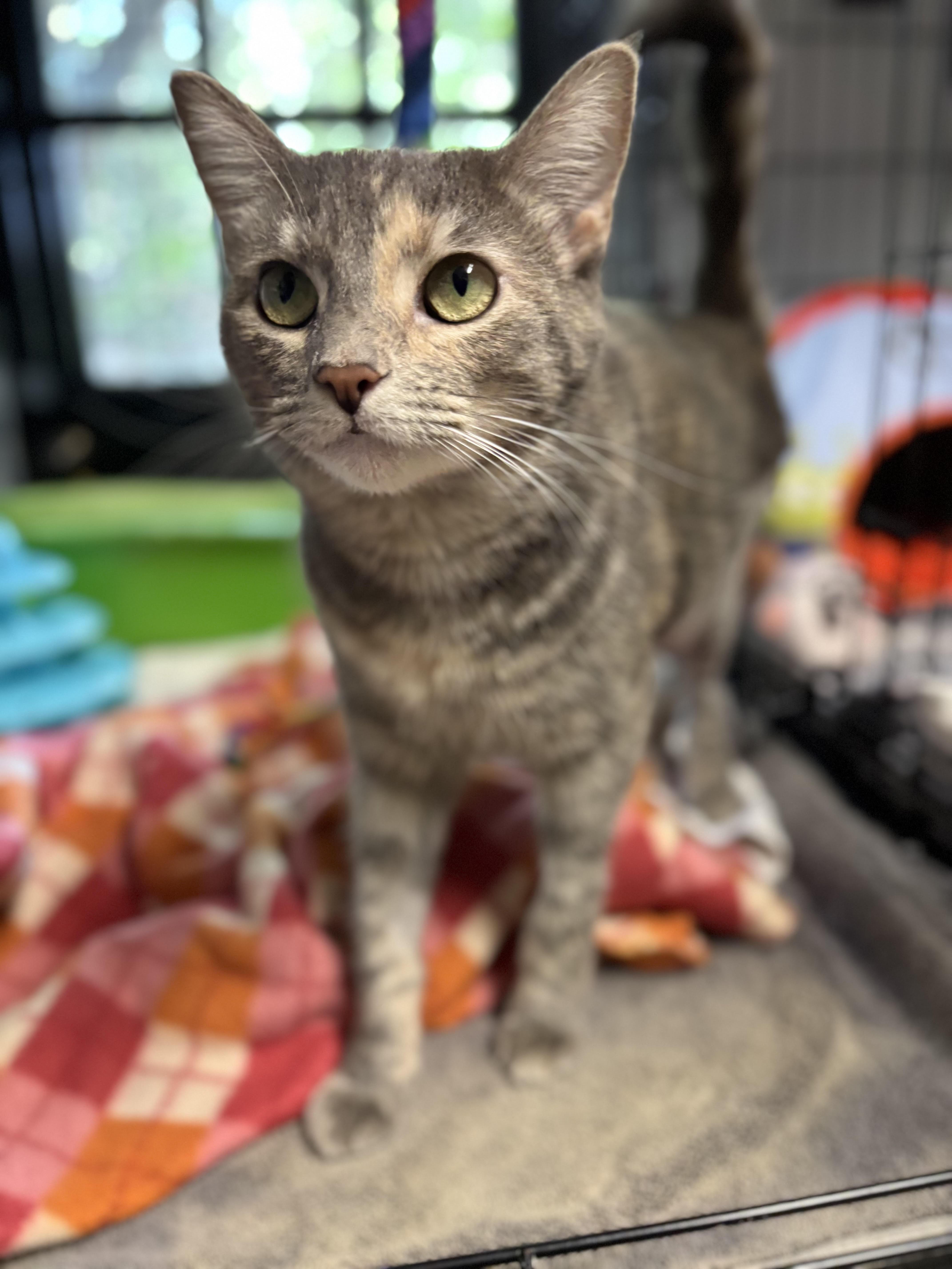 A young medium-sized female Dilute Calico cat named Luna for adoption in Beverly Hills, CA