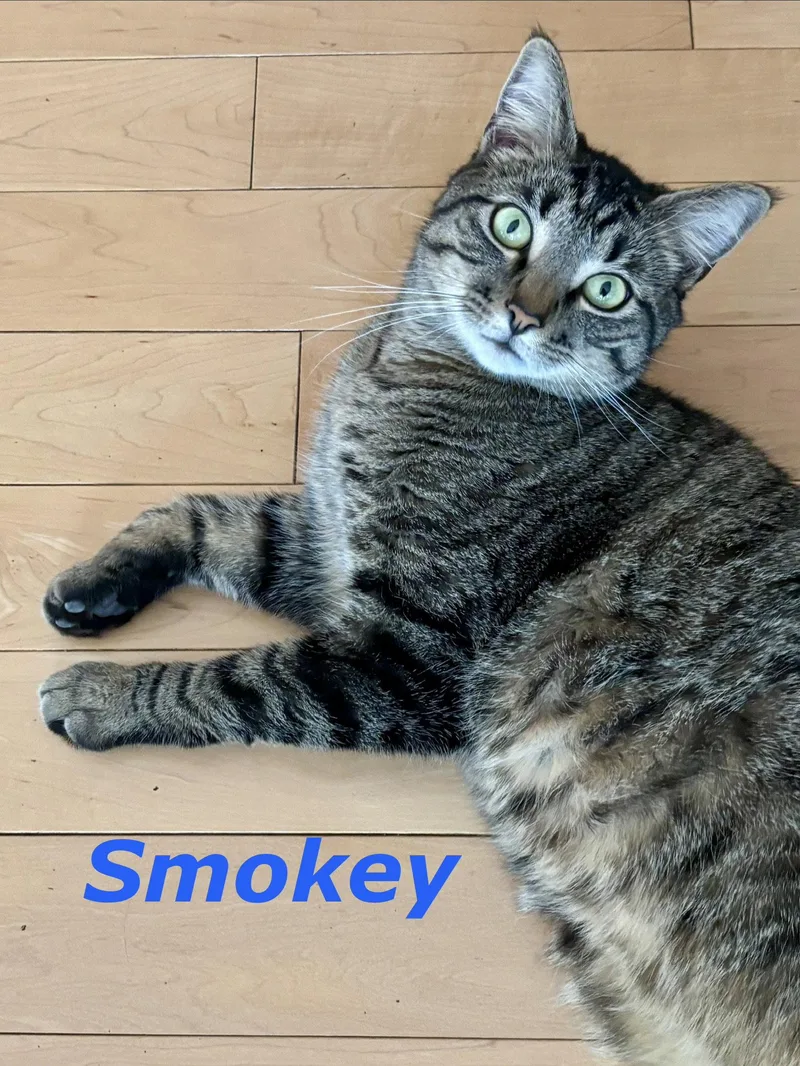 An adult medium-sized male Domestic Short Hair cat named Smokey for adoption in Reston, VA