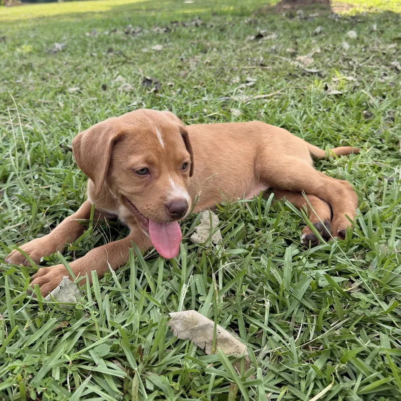 A baby medium-sized female Golden Retriever dog named BeeBee for adoption in Warrior, AL