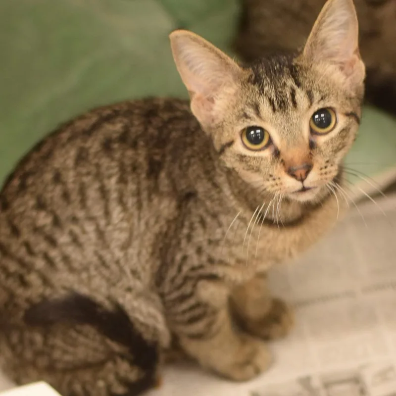 A baby small-sized female Brown / Chocolate Domestic Short Hair cat named Santana Lopez  Petsmart for adoption in Belleville, IL