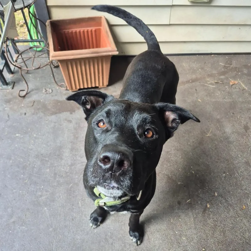 An adult large-sized male Black Mixed Breed dog named StrayWoodlandCircle"Trouble" for adoption in Columbus, GA