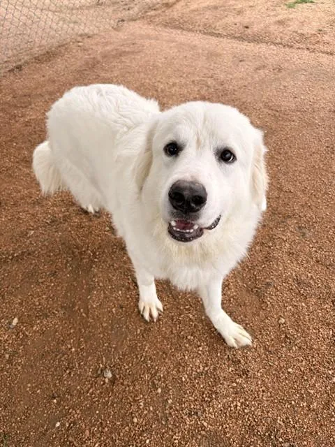 A young large-sized male Great Pyrenees dog named Coconut for adoption in Killeen, TX