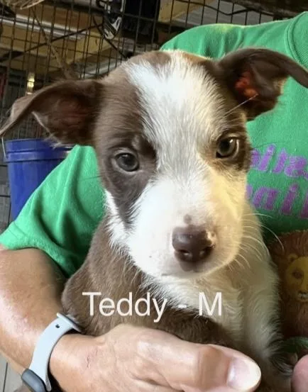 Teddy