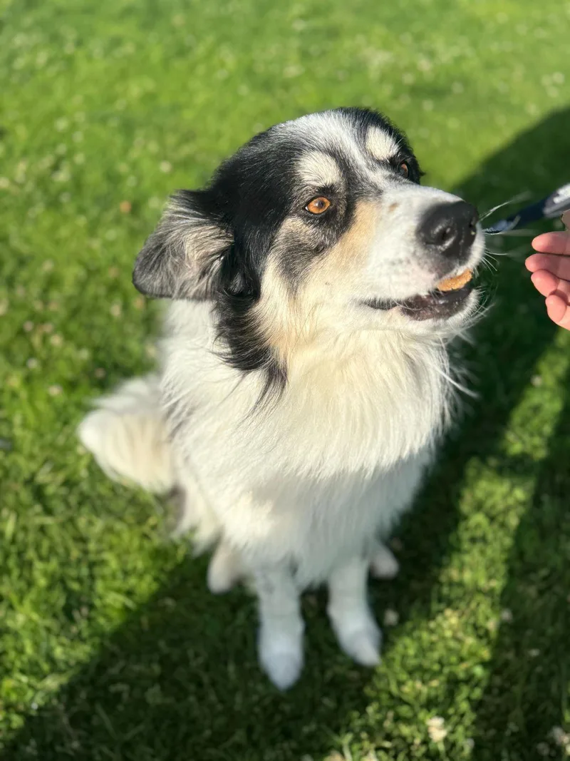 A young medium-sized male White / Cream Border Collie dog named Benji for adoption in Los Angeles, CA