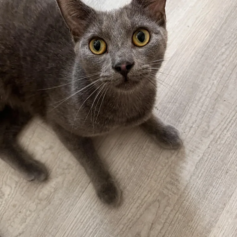 An adult medium-sized male Gray / Blue / Silver Domestic Short Hair cat named Dr. Malcolm for adoption in Oak Forest, IL