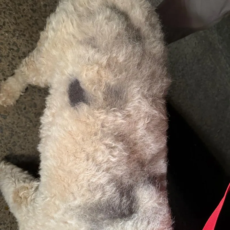 Danny Boy thumbnail 2