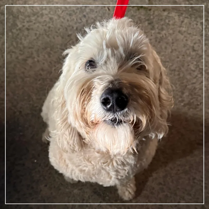 Danny Boy thumbnail 3