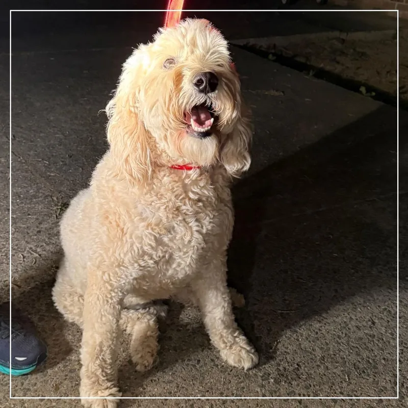 Danny Boy thumbnail 4