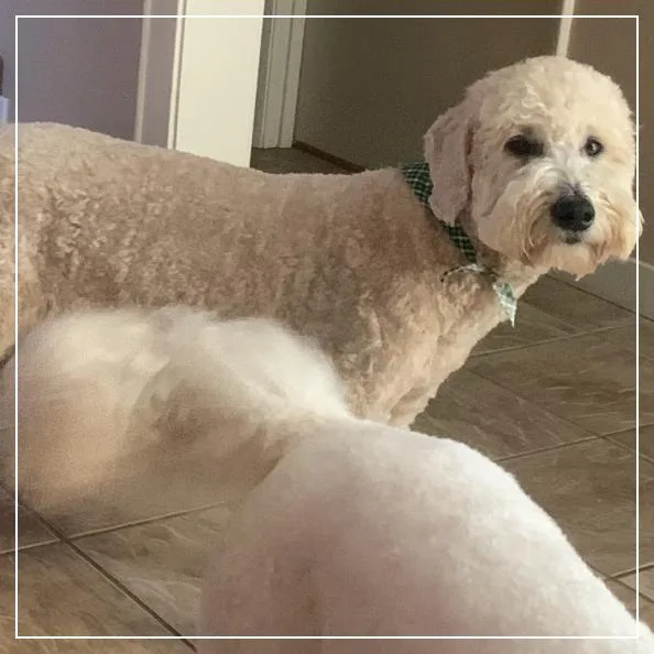 Danny Boy thumbnail 5