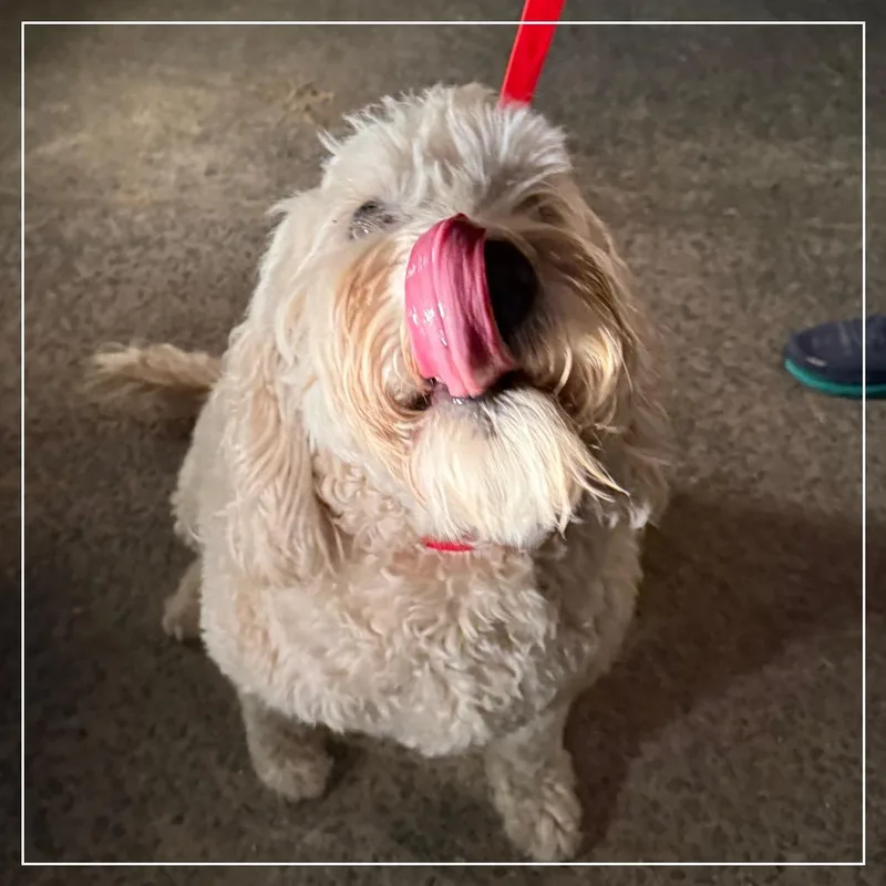 Danny Boy thumbnail 6