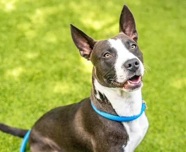 A young medium-sized male Basenji dog named Zizi for adoption in San Jose, CA