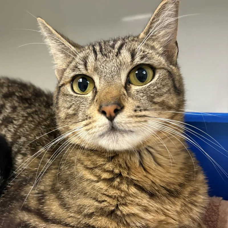 A young medium-sized male Brown / Chocolate Domestic Short Hair cat named Cinnamon for adoption in East Hanover, NJ