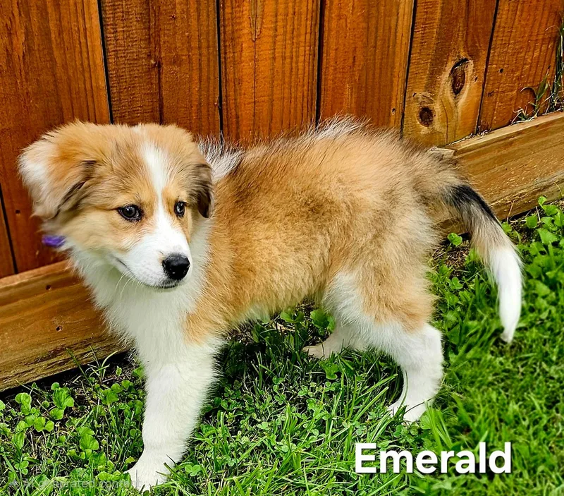 Emerald thumbnail 2